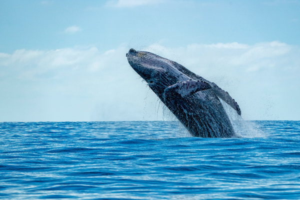 Temporada de baleias no Brasil